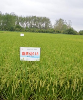 徽两优918